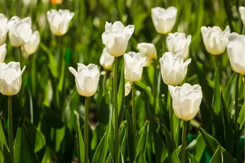 A bed of white tulips Stock Photos