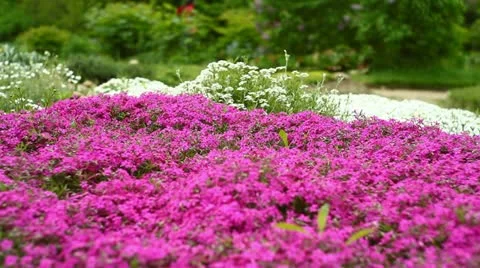 Bed of wildflowers Video stock 11057624