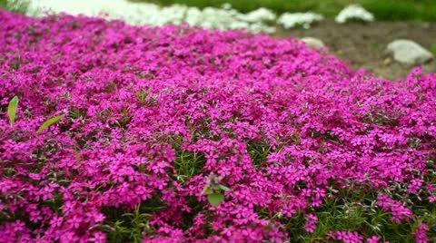 Bed of wildflowers Stock Footage 11058452