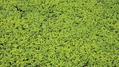 A bed of yellow and green colored leaves in a bush, in Vietnam Stock Footage 232414574