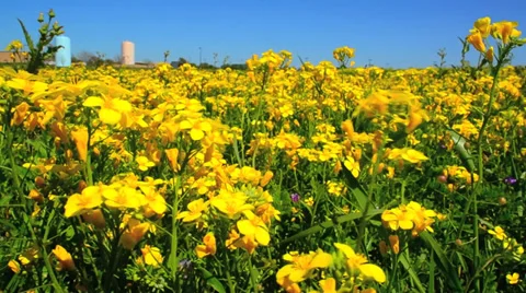 Bed of yellow flowers Stock Footage 34411744