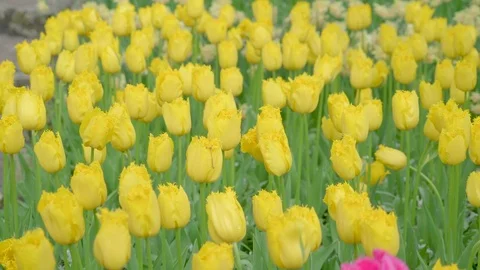 The bed of yellow tulips on the garden Stock Footage 79805223
