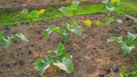 Bed with young broccoli sprouts, smooth camera movement Stock Footage 311845182