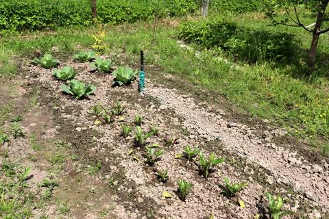 A bed of young cabbage and beetroot plants in the garden Stock Photos