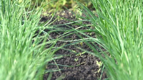 Bed of young onions on a personal plot. Vídeos de archivo 109298152