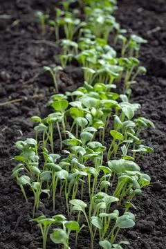 A bed of young radish Stock Photos