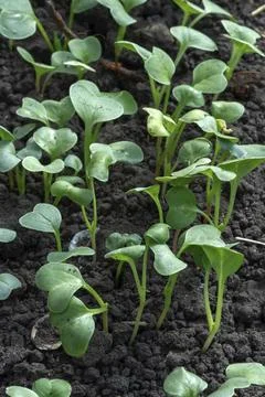 A bed of young radish Stock Photos