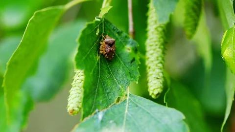 Bedbug and bug larvae Stock Footage 115124296