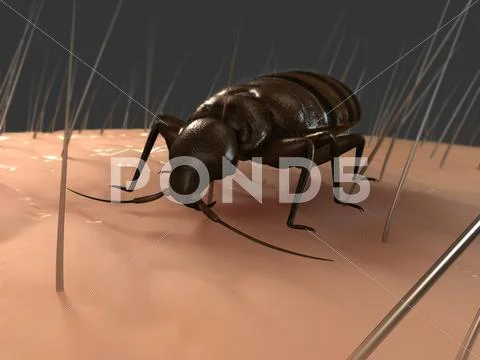 Bedbug, artwork Stock Illustration