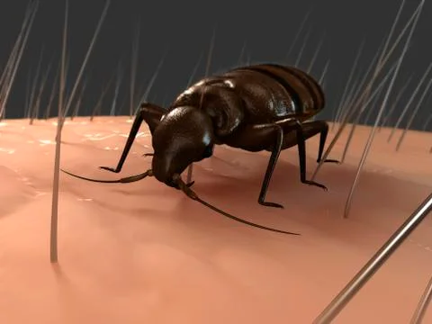 Bedbug, artwork 스톡 일러스트