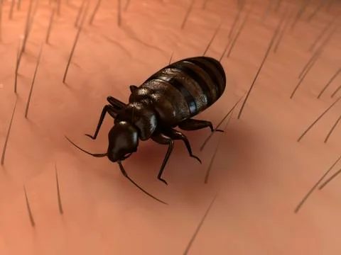 Bedbug, artwork Stockillustratie