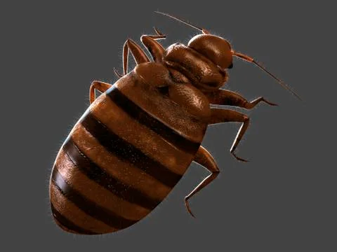 Bedbug, artwork Stock Illustration