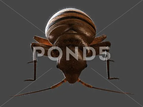 Bedbug, artwork Stock Illustration