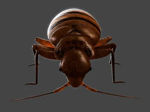 Bedbug, artwork Stock Illustration