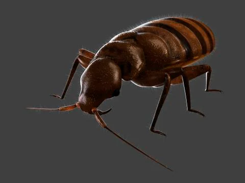 Bedbug, artwork Stock Illustration