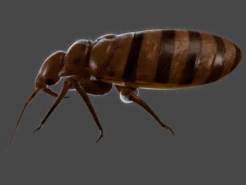 Bedbug, artwork Stock Illustration