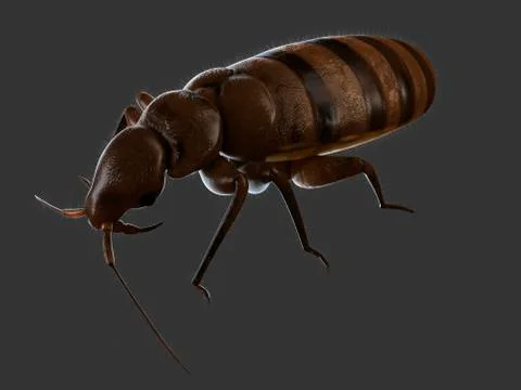 Bedbug, artwork Stock Illustration