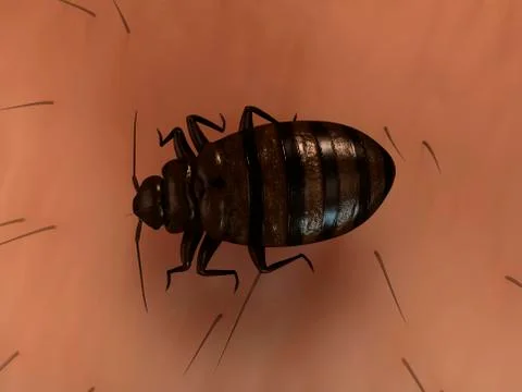 Bedbug, artwork Illustrazione stock