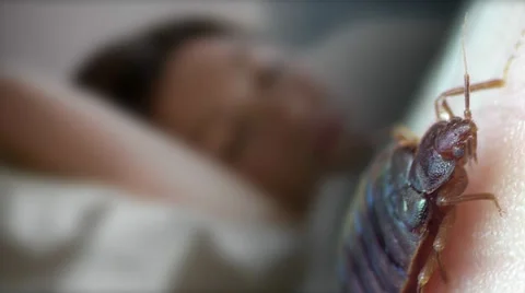 Bedbug on bed against backdrop sleeping man Vidéo 32866834