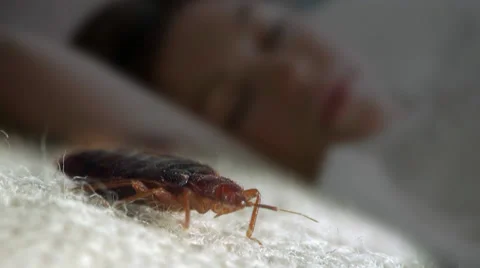 Bedbug on bed against tbackdrop sleeping man 動画素材 32866525