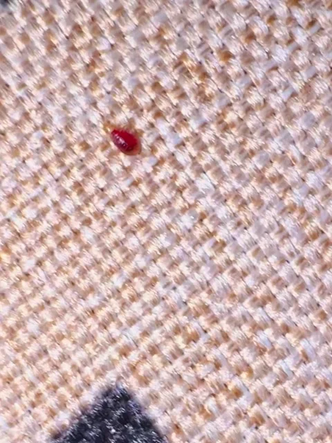 Bedbug bloodsucker running on sofa or bed, vertical video 動画素材 281282767