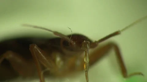 Bedbug bloodsucker sitting cushion 動画素材 32866048