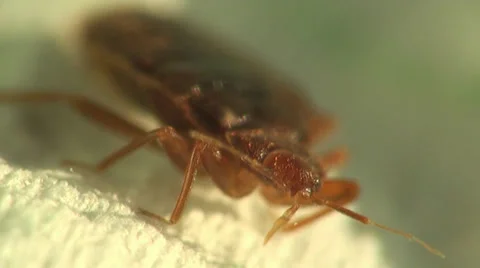 Bedbug bloodsucker sitting cushion 動画素材 32866080