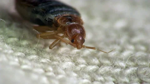 Bedbug bloodsucker sitting cushion Stock Footage
