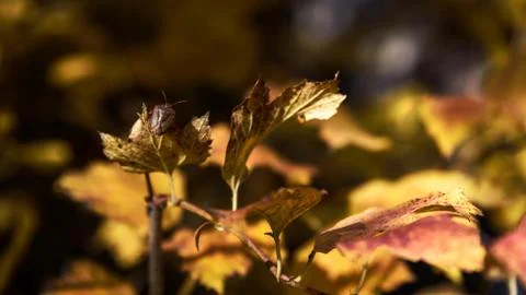 Bedbug Bug Of The Stink (Heteroptera) on leaf closeup autumn background Stock Photos