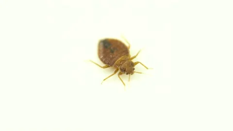 Bedbug catch. Bed bug bloodsucker tries to escape and crawling. Super macro a Video stock 139765851