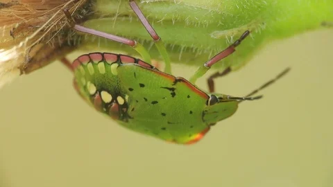 Bedbug (Cimice) laid under a flower 4K - Italian nature Stock Footage 114569084
