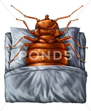 Bedbug Concept Stock Illustration