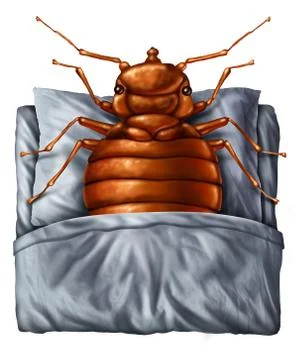 Bedbug Concept Stock Illustration