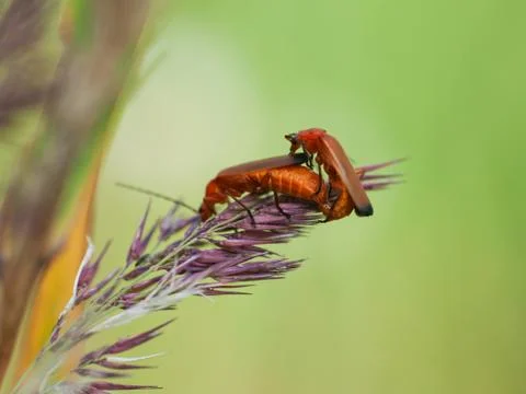 Bedbug copulation Stock Photos