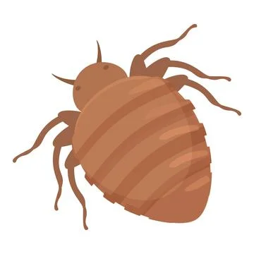 Bedbug crawling, parasitic insect spreading diseases Stock Illustration