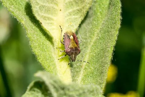 Bedbug (Dolycoris baccarum) on a green leaf. Close-up. Stock Photos