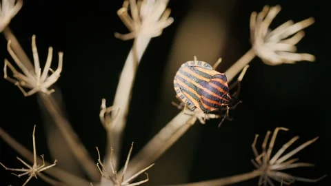 Bedbug on a dry twig 動画素材 160686287