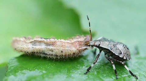 Bedbug feeding on a caterpillar Stock Footage 24585912