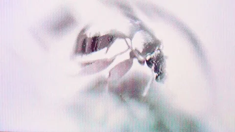 Bedbug Glitch Retro Analog Texture Pattern. Animation Stock Footage 255126458