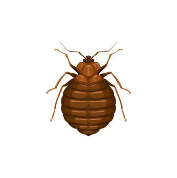 Bedbug icon, insect parasite, bed bug pest control Stock Illustration