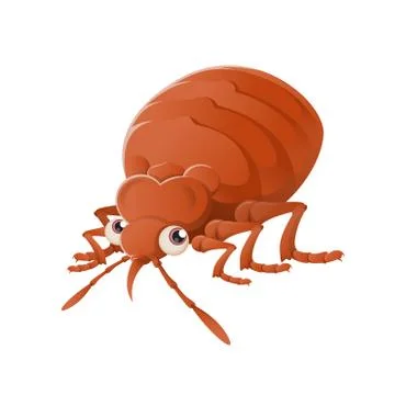 Bedbug Stock Illustration