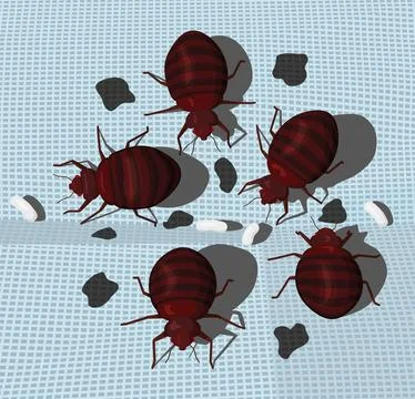 Bedbug infestation on blue fabric. Stock Illustration