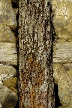 Bedbug infested wooden girder close up view Stock Photos