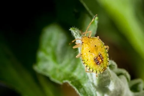 Bedbug insect on leaf extreme close up photo Stock Photos