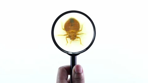 Bedbug insect parasite extreme close up with magnifying glass holding with ha 動画素材 134914060