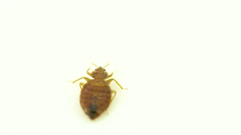 Bedbug insect parasite extreme close up on the white background. Super macro  Video stock 134914370