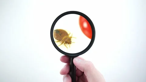 Bedbug insect parasite extreme close up with magnifying glass holding with ha Video stock 139765830