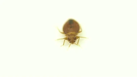 Bedbug insect parasite extreme close up on the white background. Super macro  스톡 동영상 139765847