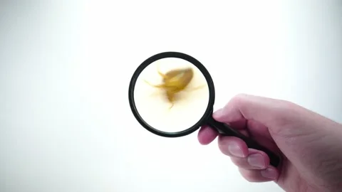 Bedbug insect parasite extreme close up with magnifying glass holding with ha Video stock 139765856