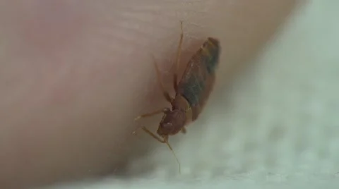Bedbug insect parasite on human skin, macro Video stock 62275525